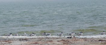 DSC_0072-gulls-0001-2015-07-11T11_48_03.jpg