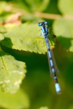 DSC_0494-Muirel Lake Insects-0079-2015-07-12T10_50_52.jpg