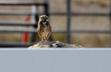 12th July 2015 008.JPG