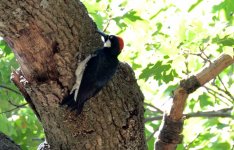 12th July 2015 031.JPG