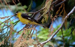 12th July 2015 038.JPG