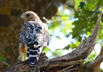 12th July 2015 075.JPG