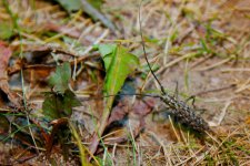 DSC_0450-weird bug-0002-2015-07-11T23_21_58.jpg