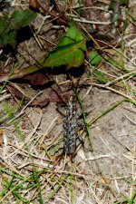 DSC_0448-weird bug-0001-2015-07-11T23_21_43.jpg
