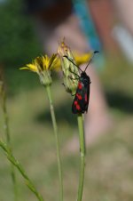 DSC_0171.jpg