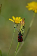 DSC_0179.jpg