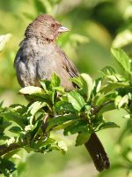 Towhee.jpg