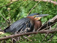 GreenHeron.jpg