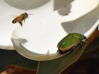 BeeBeetle.jpg