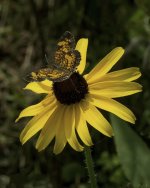 _DSC5946-Edit-Edit.jpg