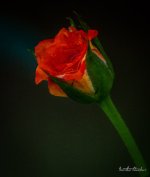 rose1-1.jpg
