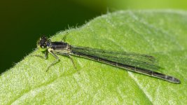 MayFly-1.jpg