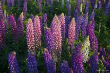 lupins.jpg