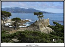 Lone Cypress.jpg