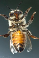 honeybee-1409.jpg