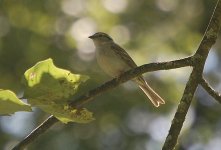 bird.jpg