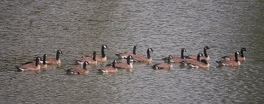 Geese flock.jpg