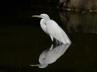 egret and stump.jpg