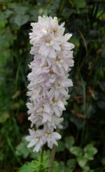 Delphinium.jpg