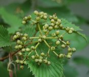 Blue Muffin Viburnum.jpg
