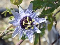 Passiflora3.jpg