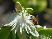 Passiflora4.jpg