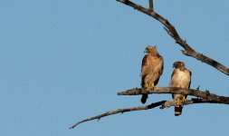 14th July 2015 004.JPG