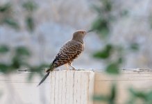 14th July 2015 006.JPG