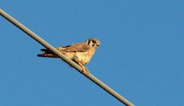 14th July 2015 007.JPG