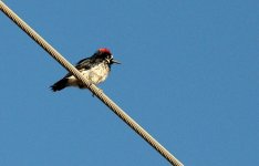 14th July 2015 011.JPG