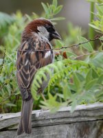 DSC_0242.jpg