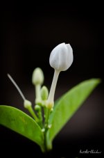 Nikon-40-mm-2.8-4.jpg