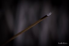Nikon-40-mm-2.8-5.jpg
