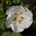 Garden-10.jpg