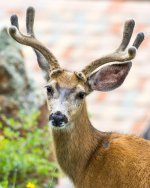 Buck-5.jpg