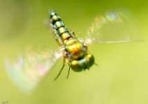 WeeBee-1571.jpg