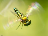 WeeBee-1572.jpg