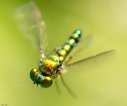 WeeBee-1573.jpg