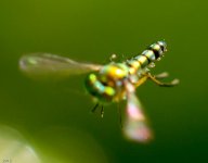 WeeBee-1575.jpg