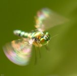 WeeBee-1576.jpg