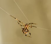 Spider-0631.jpg