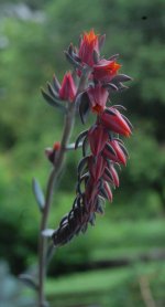 succulent flower 3.jpg