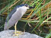 BlackHeron3.jpg