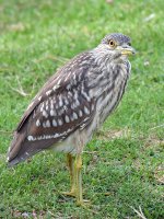 BlackHeron2.jpg