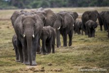 photo safari elephant grpf_et.JPG