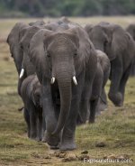 photo safari elephantf_et.JPG