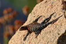 15th July 2015 012.JPG