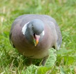 DSC_0169.jpg