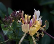 Honeysuckle 2.jpg