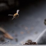bee-2.jpg